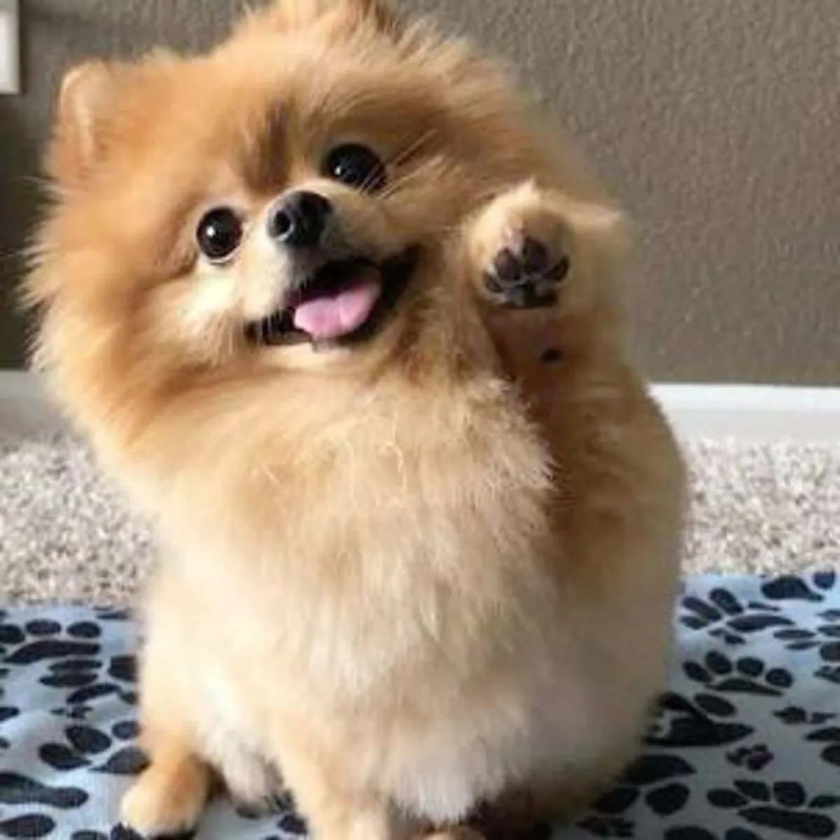 优秀的博美犬幼犬可供他们的新永远家园