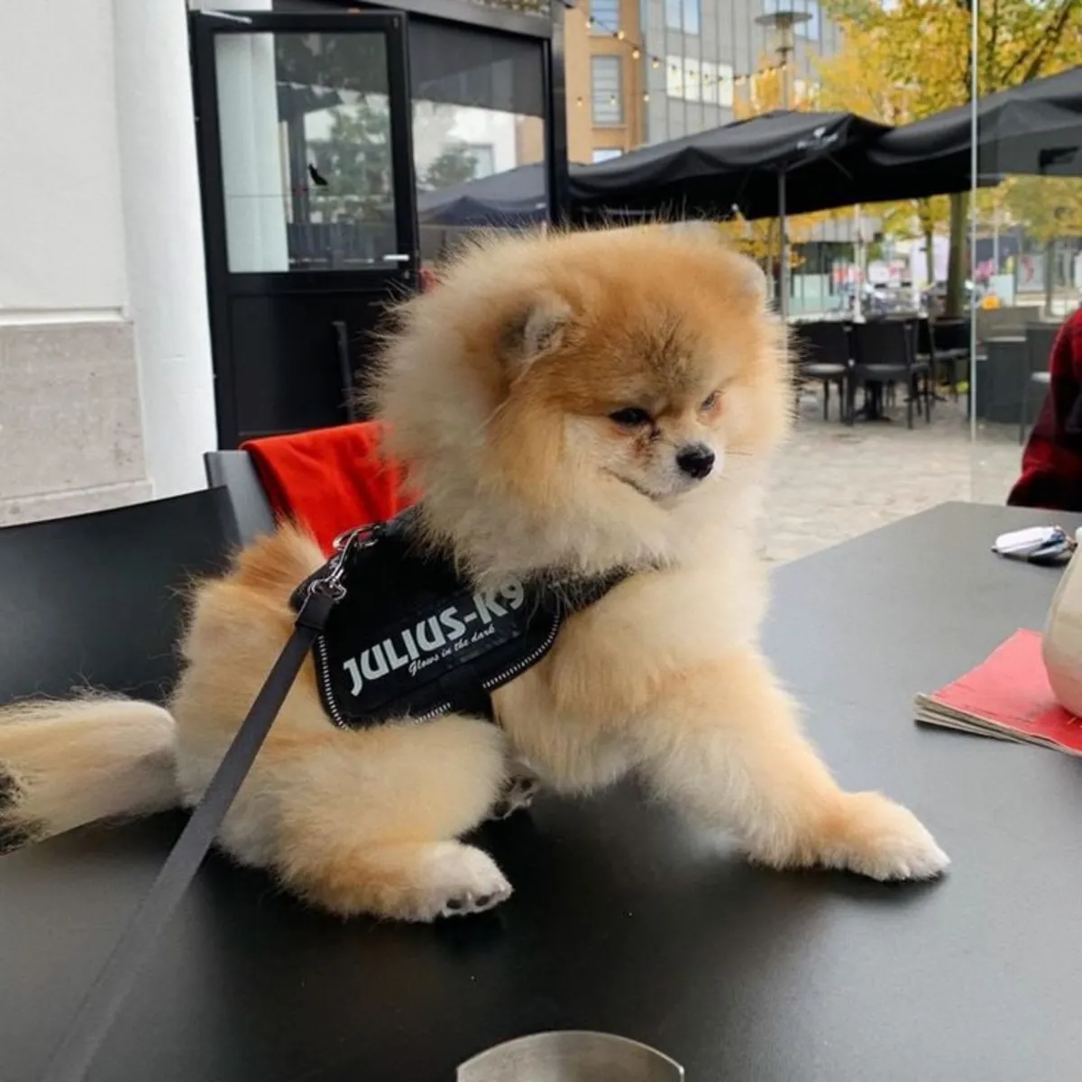 优秀的博美犬幼犬可供他们的新永远家园