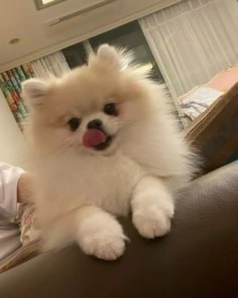 可爱的博美犬幼犬准备好出发