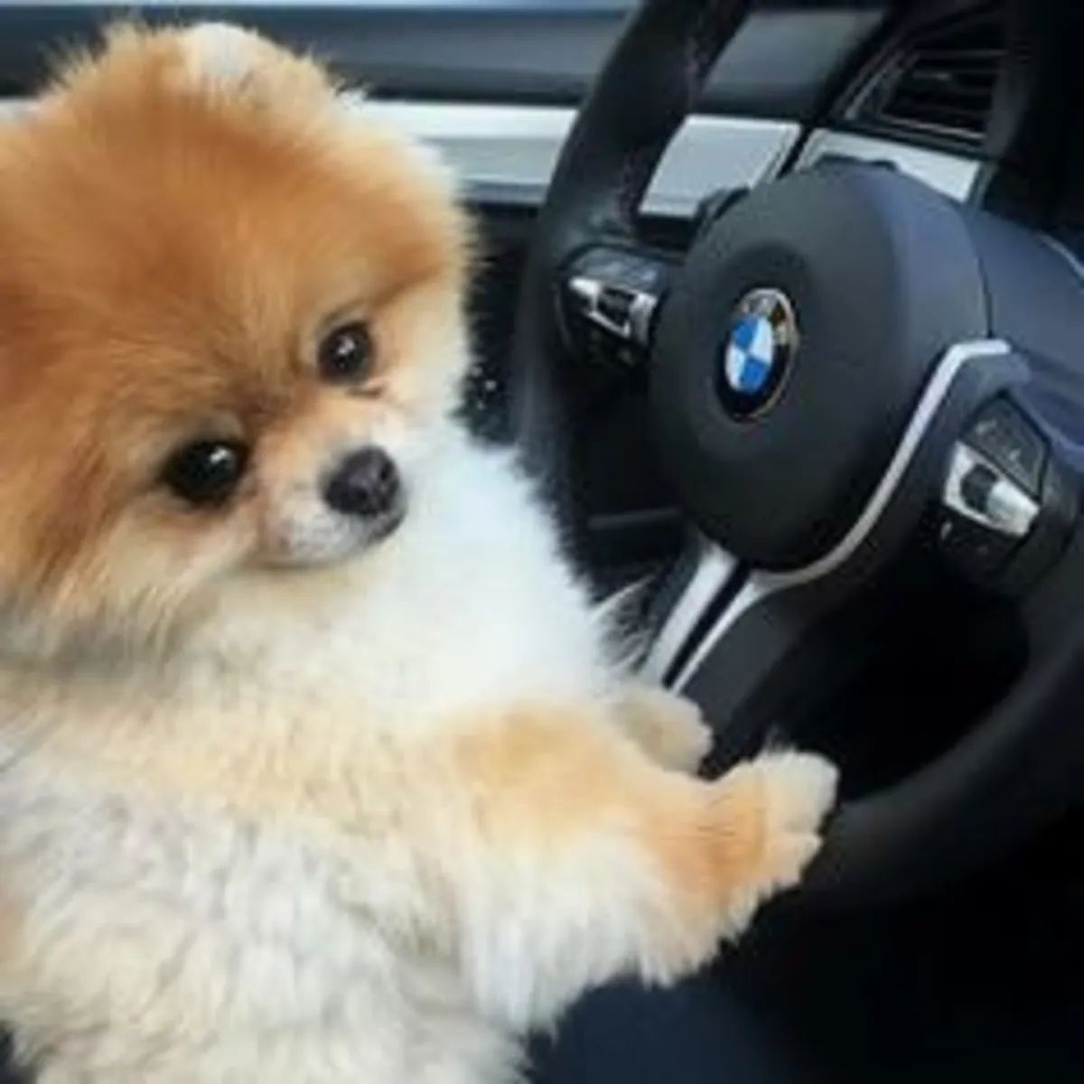 美丽的博美犬幼犬准备出门
