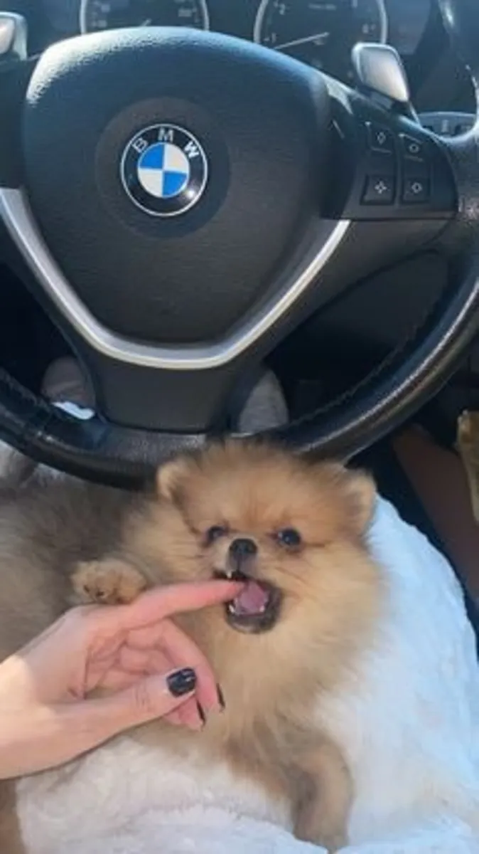 美丽的博美犬幼犬准备出门