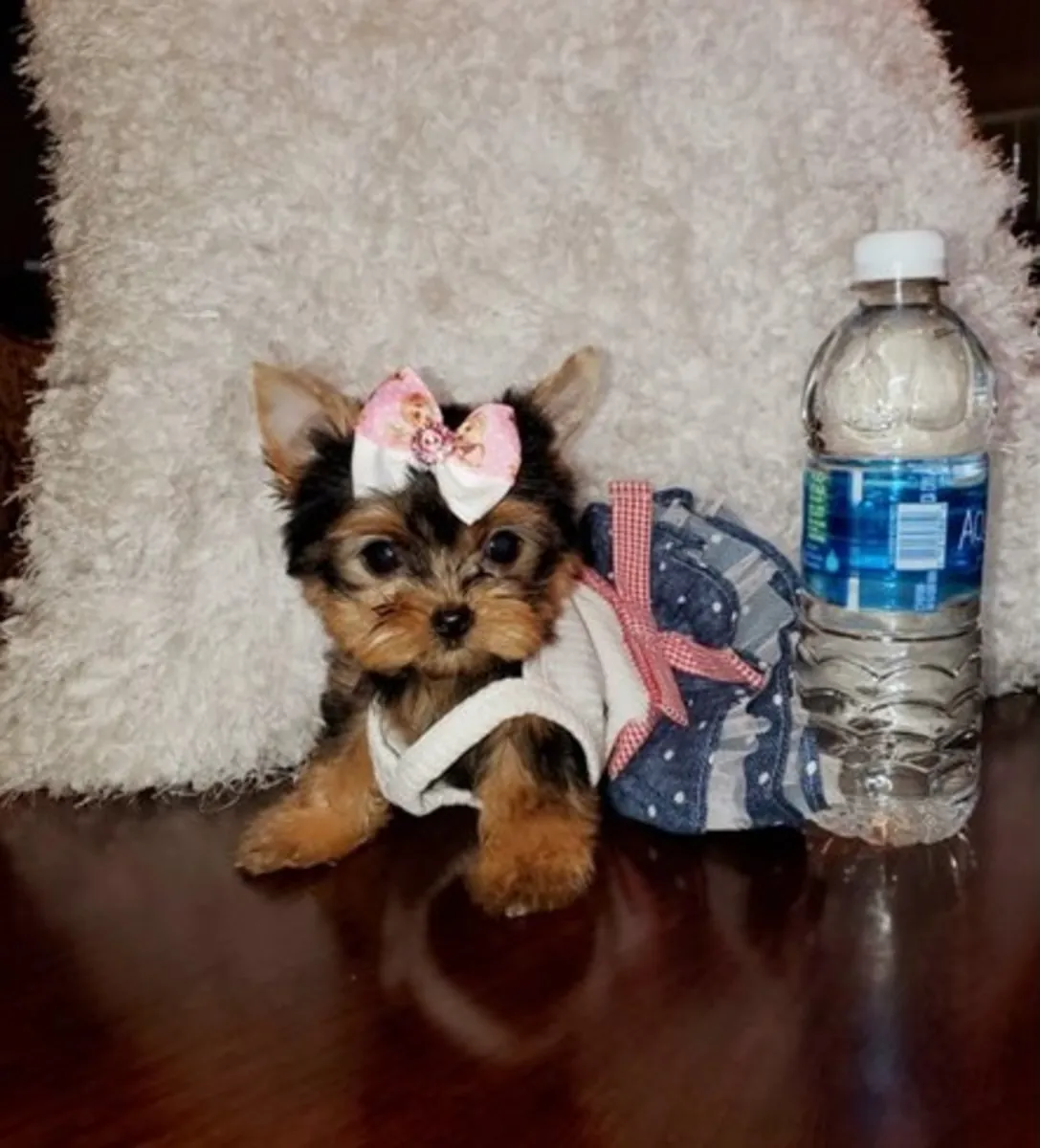 可爱的约克夏犬幼犬准备好进入爱心家庭