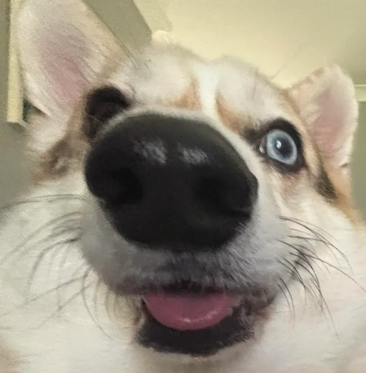 corgi, más exigente de lo que pensaba