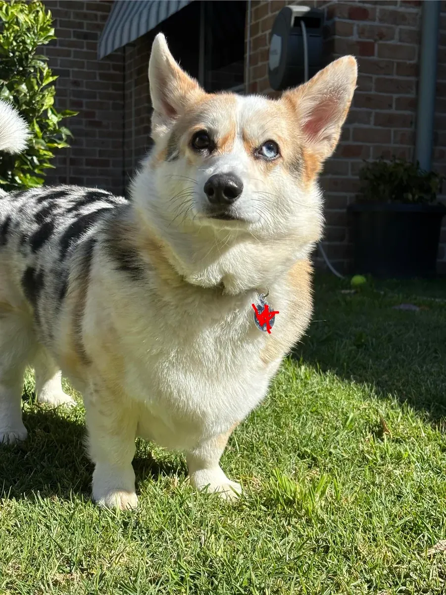 corgi, más exigente de lo que pensaba