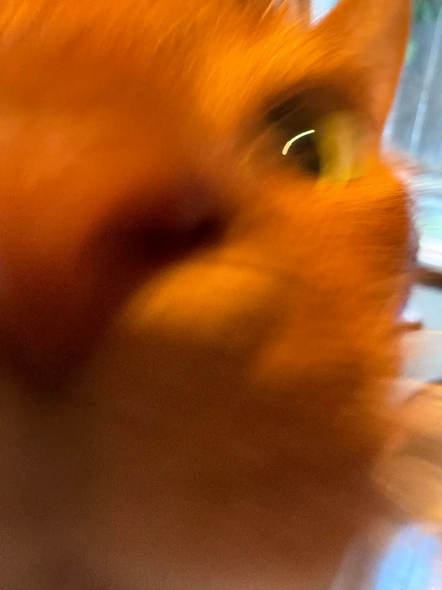 gato activo, no es para estar solo