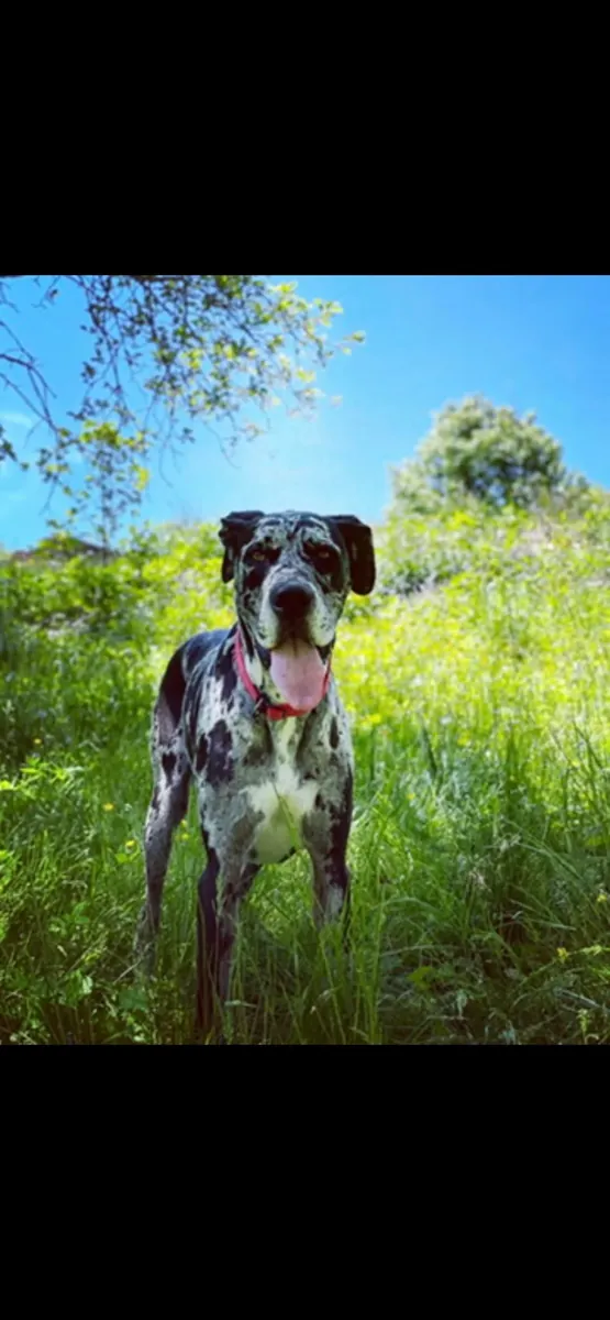 gran danés, necesita espacio
