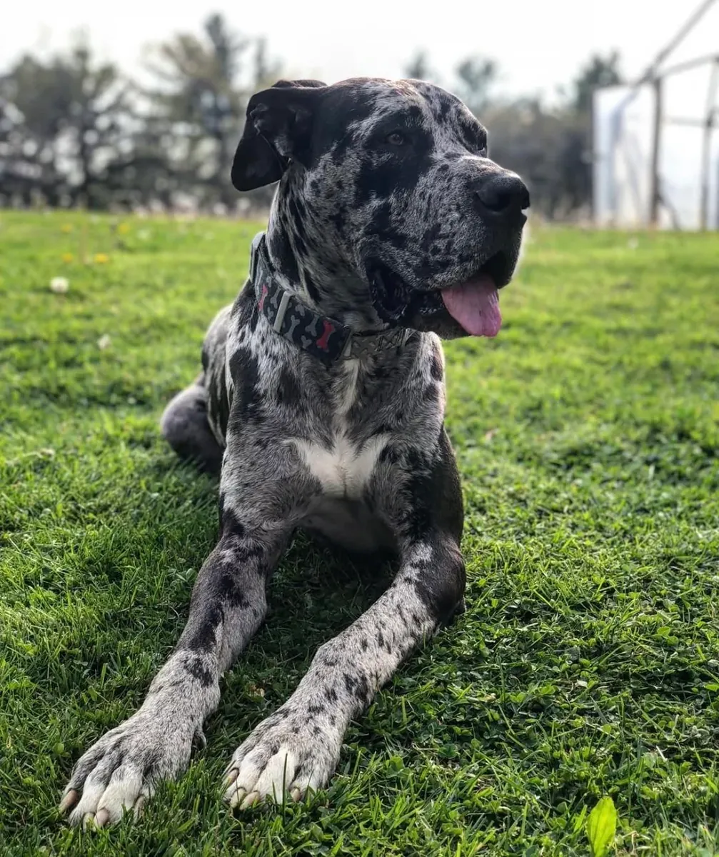 gran danés, necesita espacio