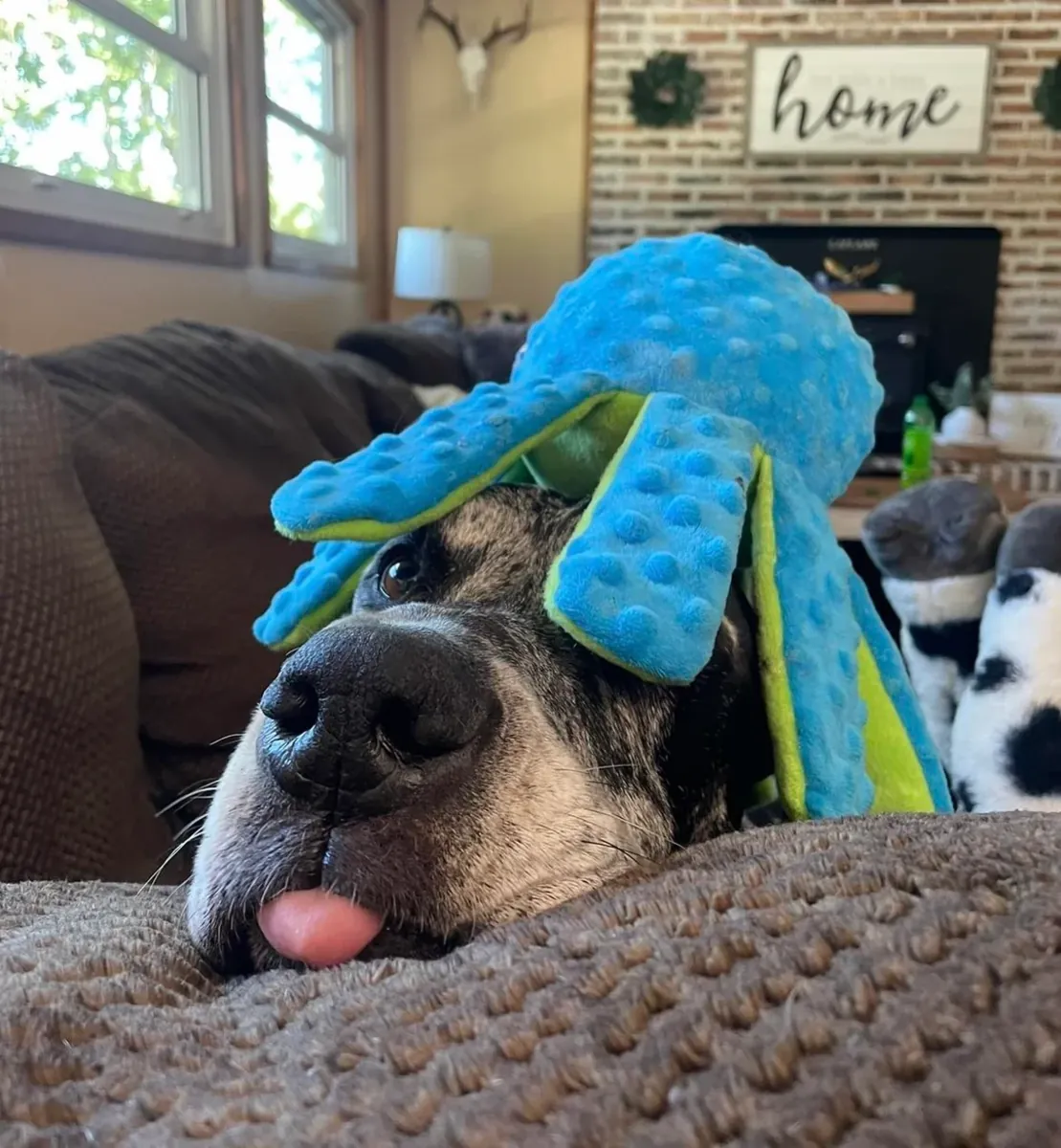 gran danés, necesita espacio