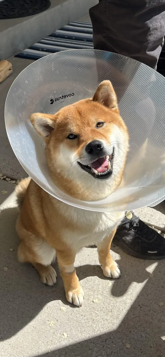 perro independiente, no para cualquiera