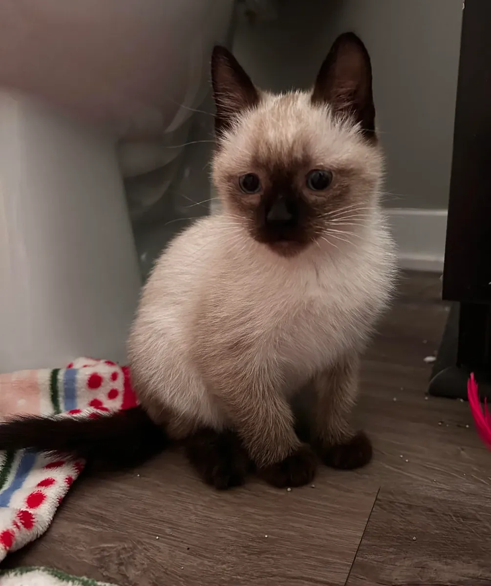 gato tranquilo, situación personal