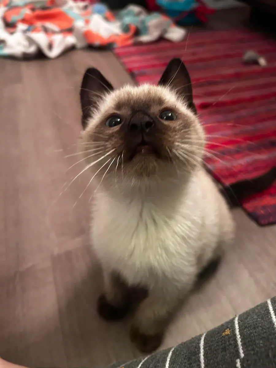 gato tranquilo, situación personal