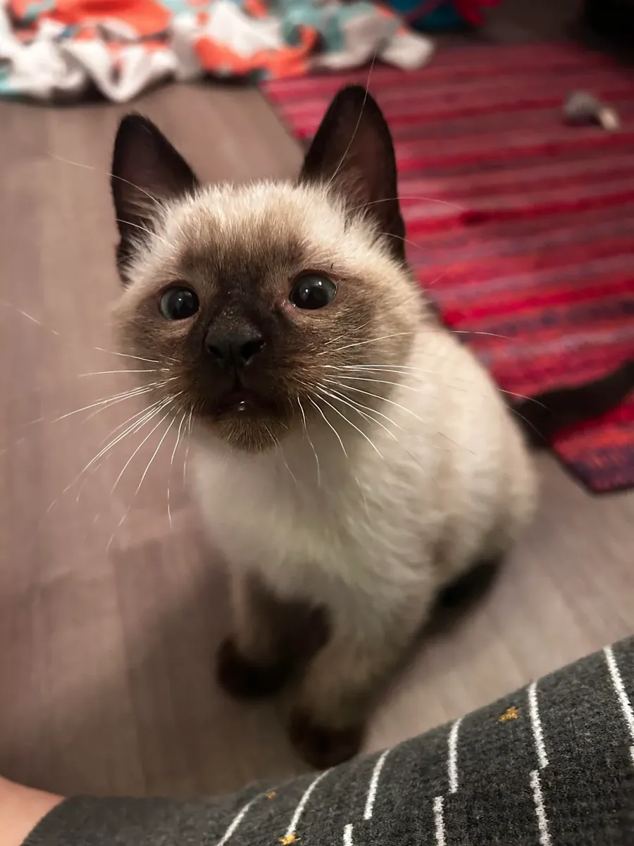 gato tranquilo, situación personal