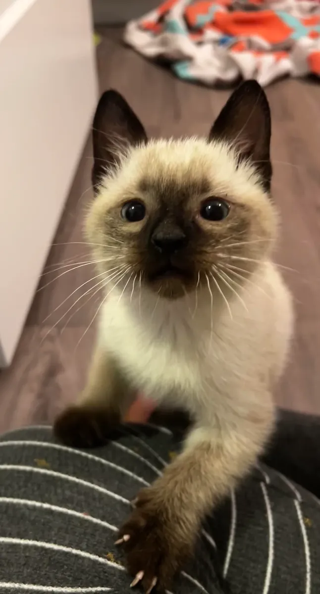 gato tranquilo, situación personal