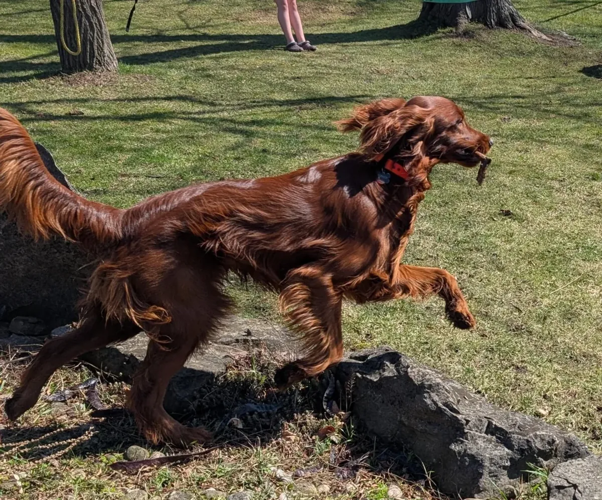 setter irlandés, mucha energía