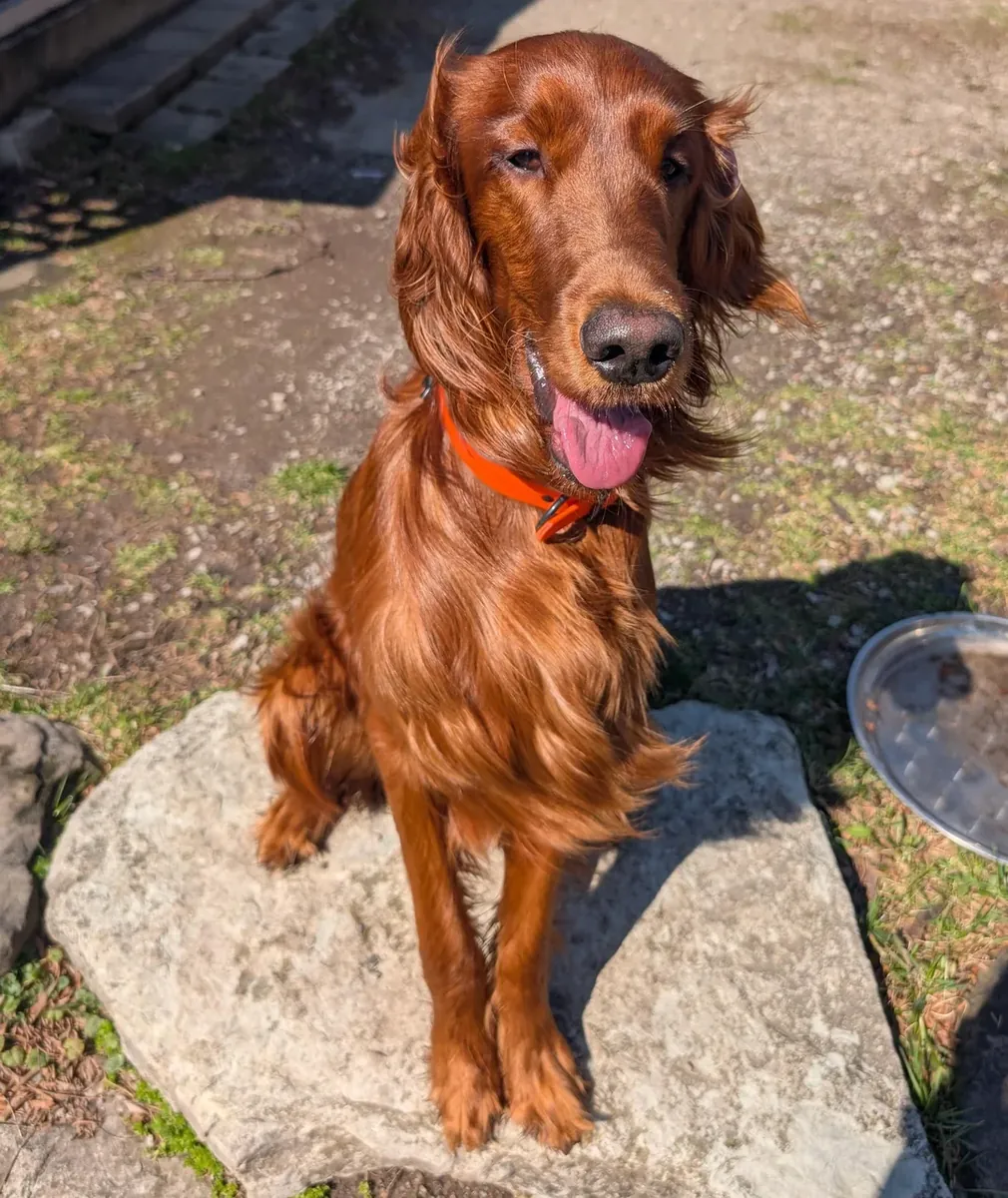 setter irlandés, mucha energía