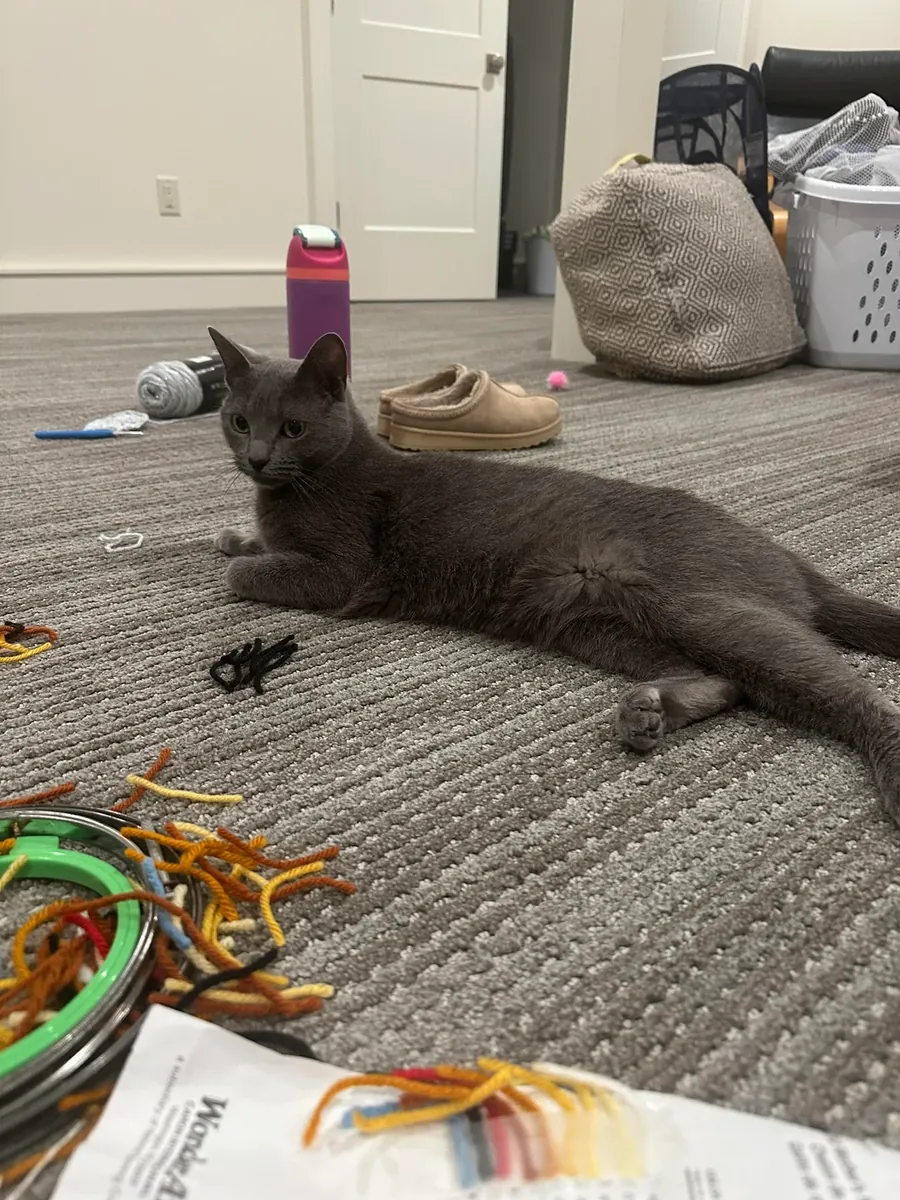 gato tranquilo, ambiente no adecuado