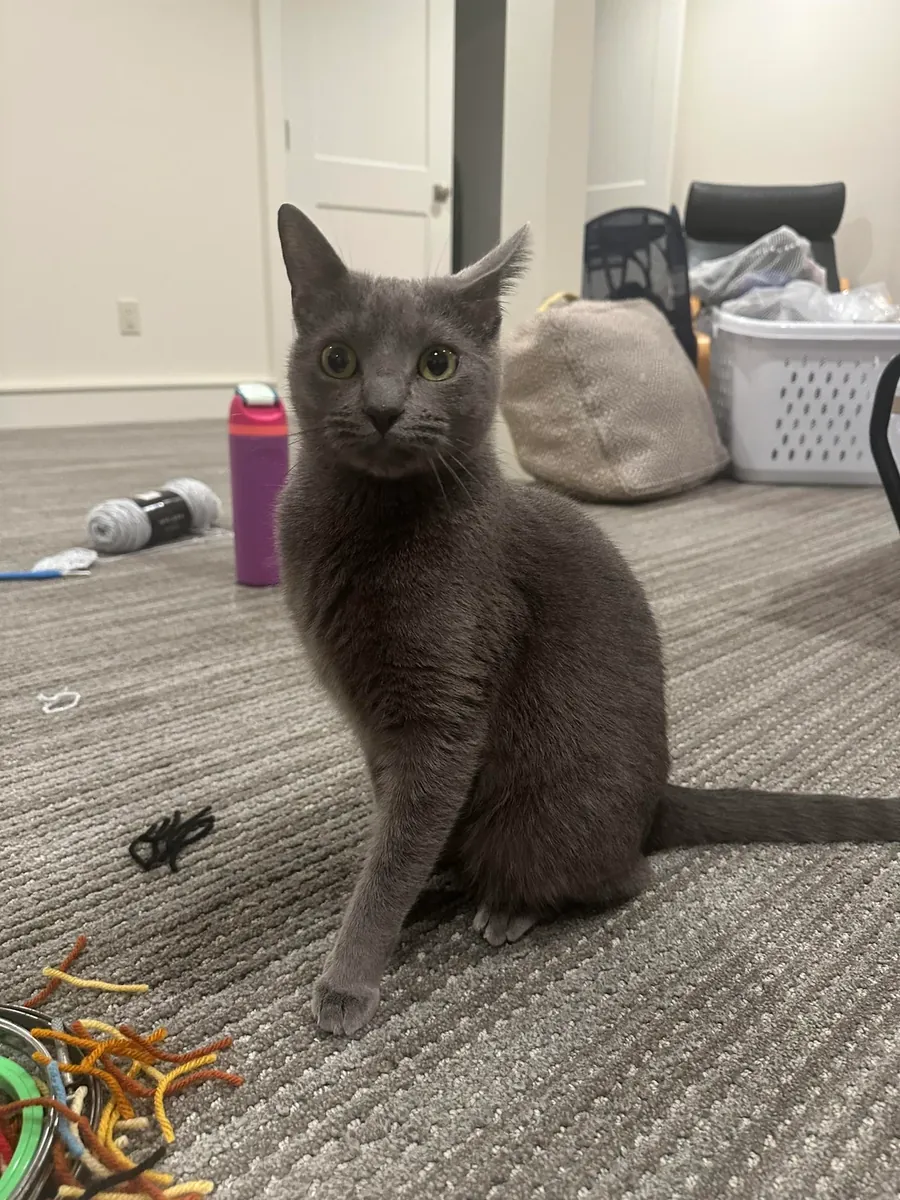 gato tranquilo, ambiente no adecuado