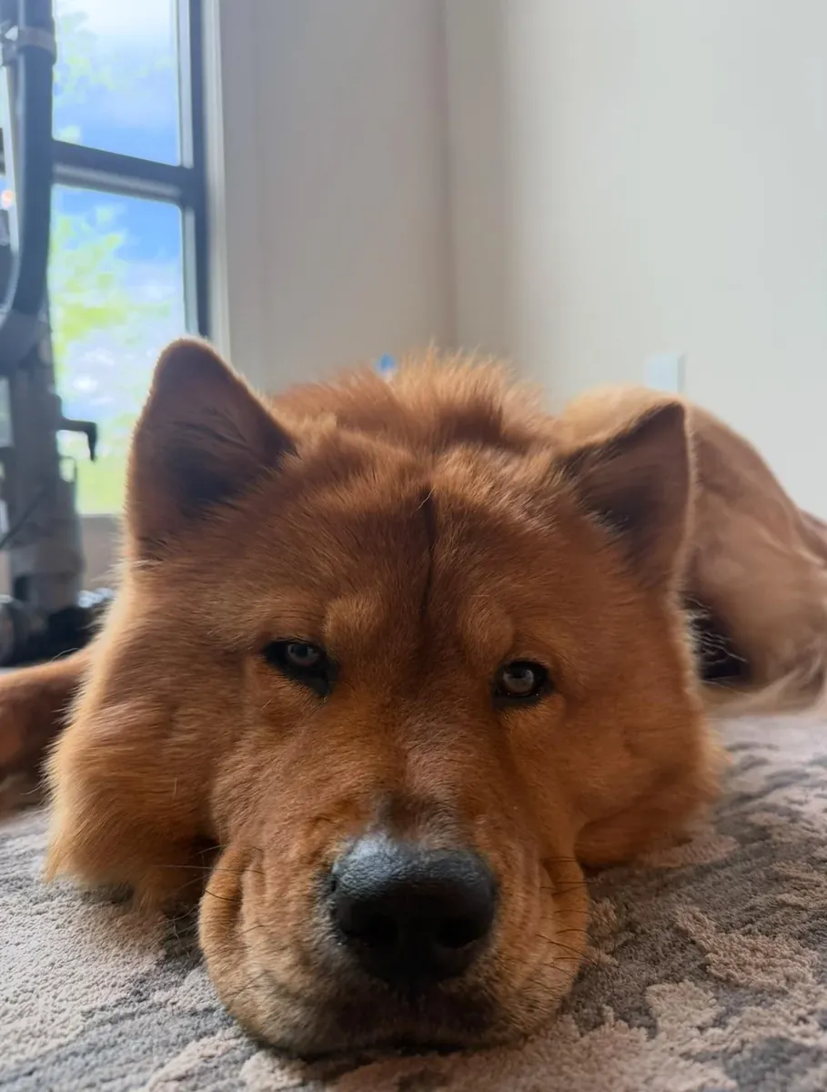 perro independiente, no es para todos