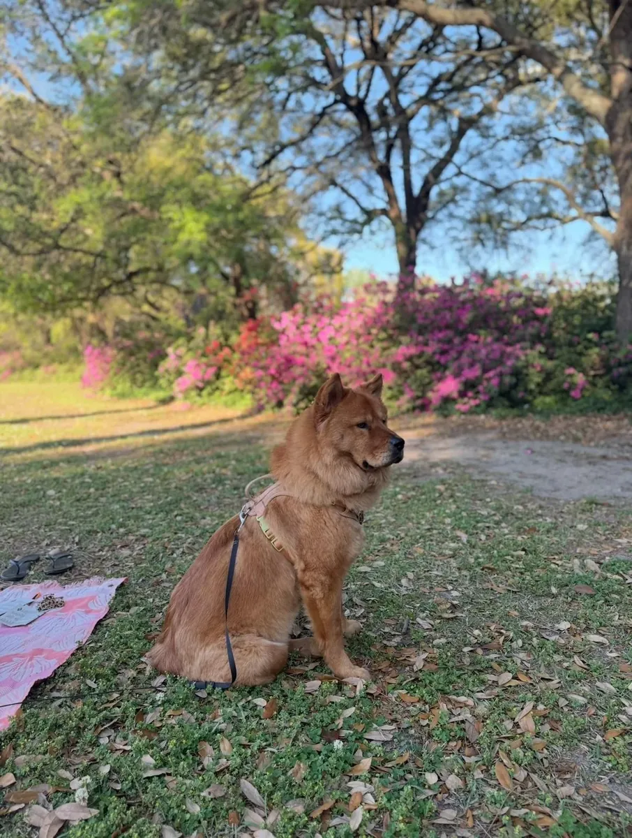 perro independiente, no es para todos