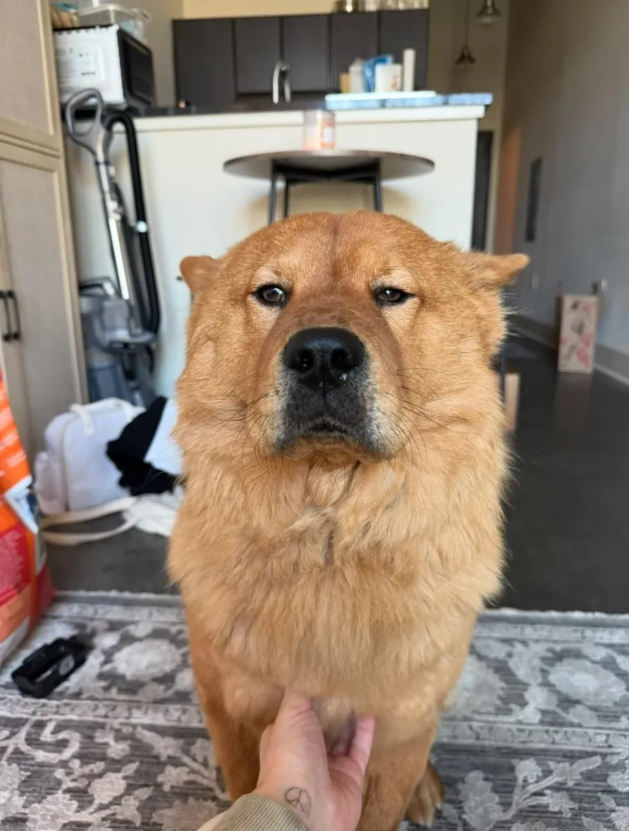 perro independiente, no es para todos