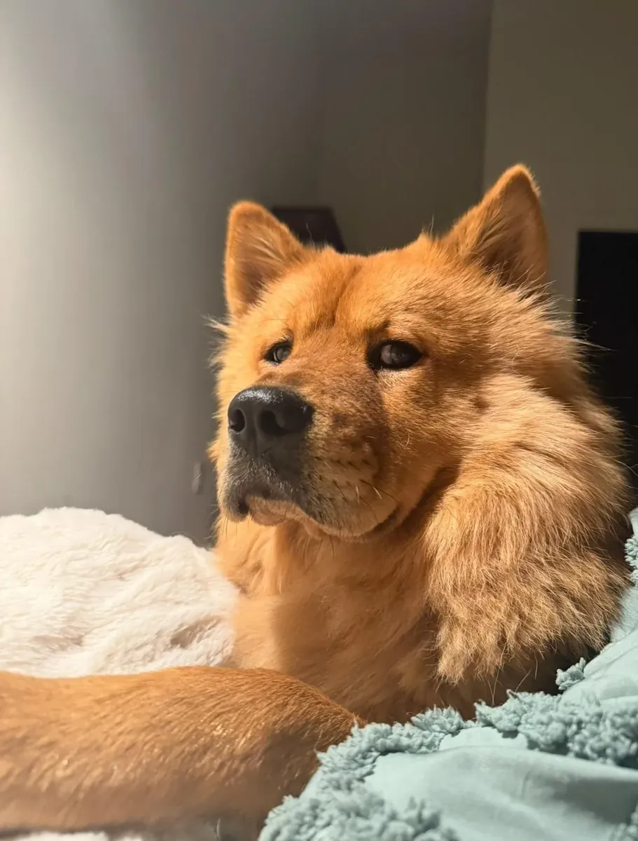 perro independiente, no es para todos