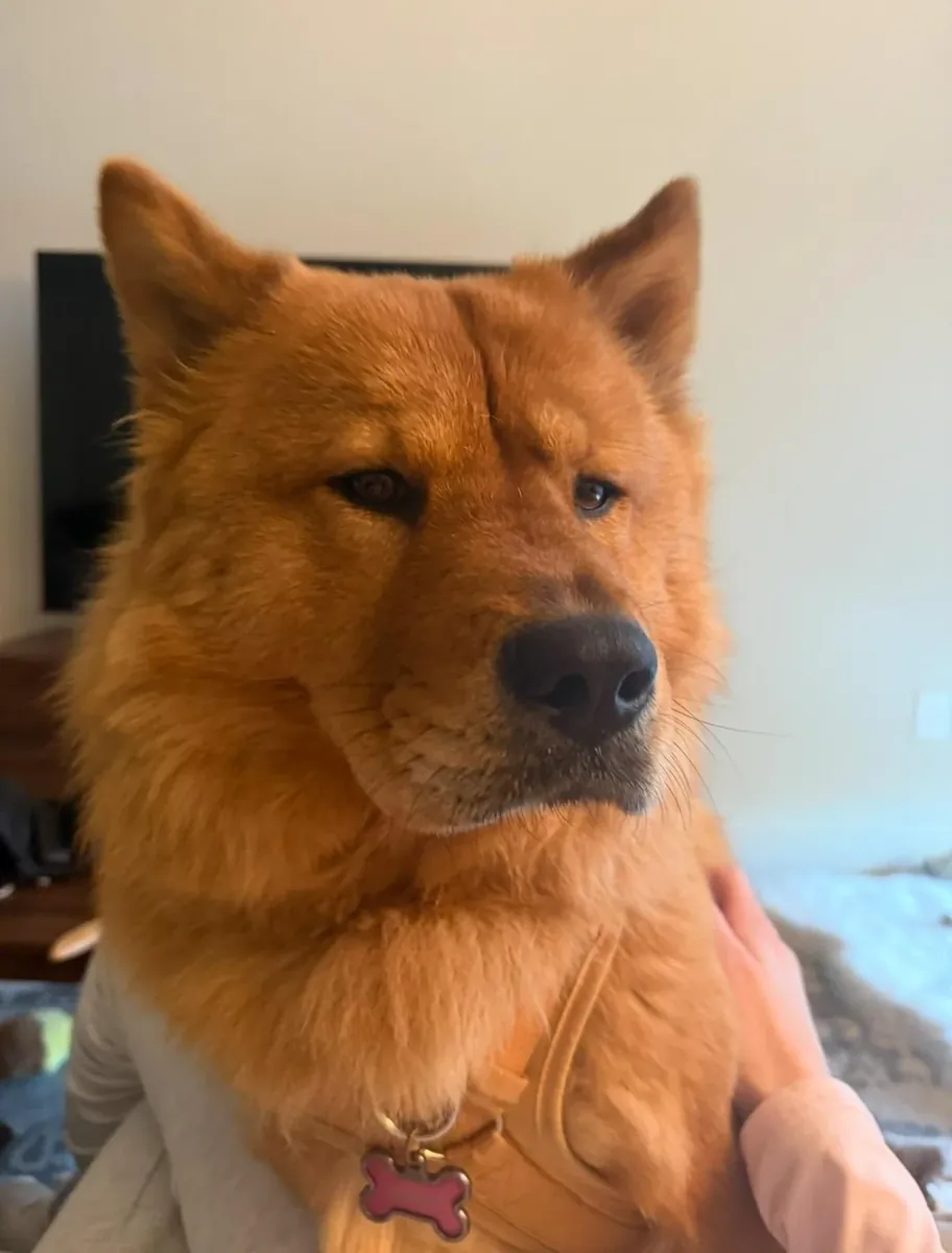 perro independiente, no es para todos