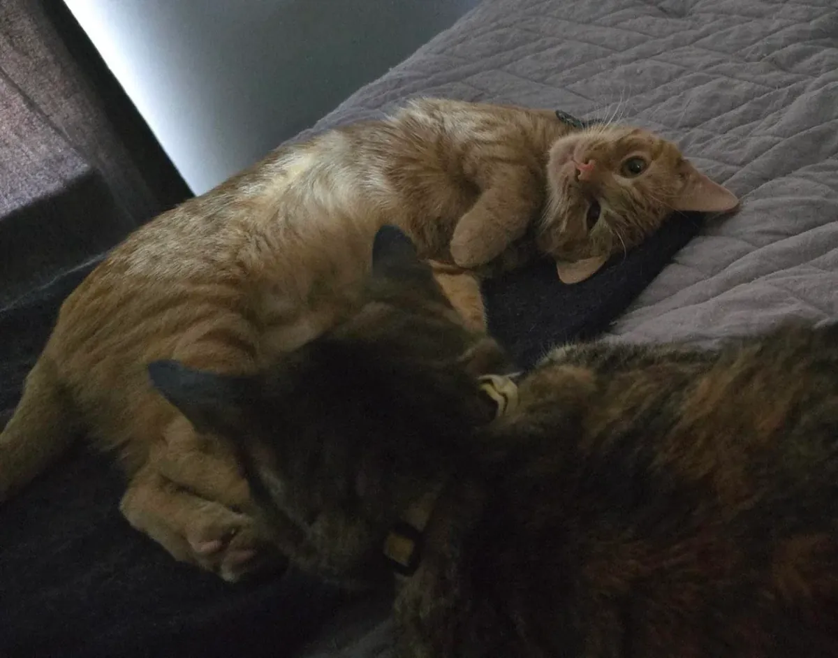 gato activo, necesita compañía