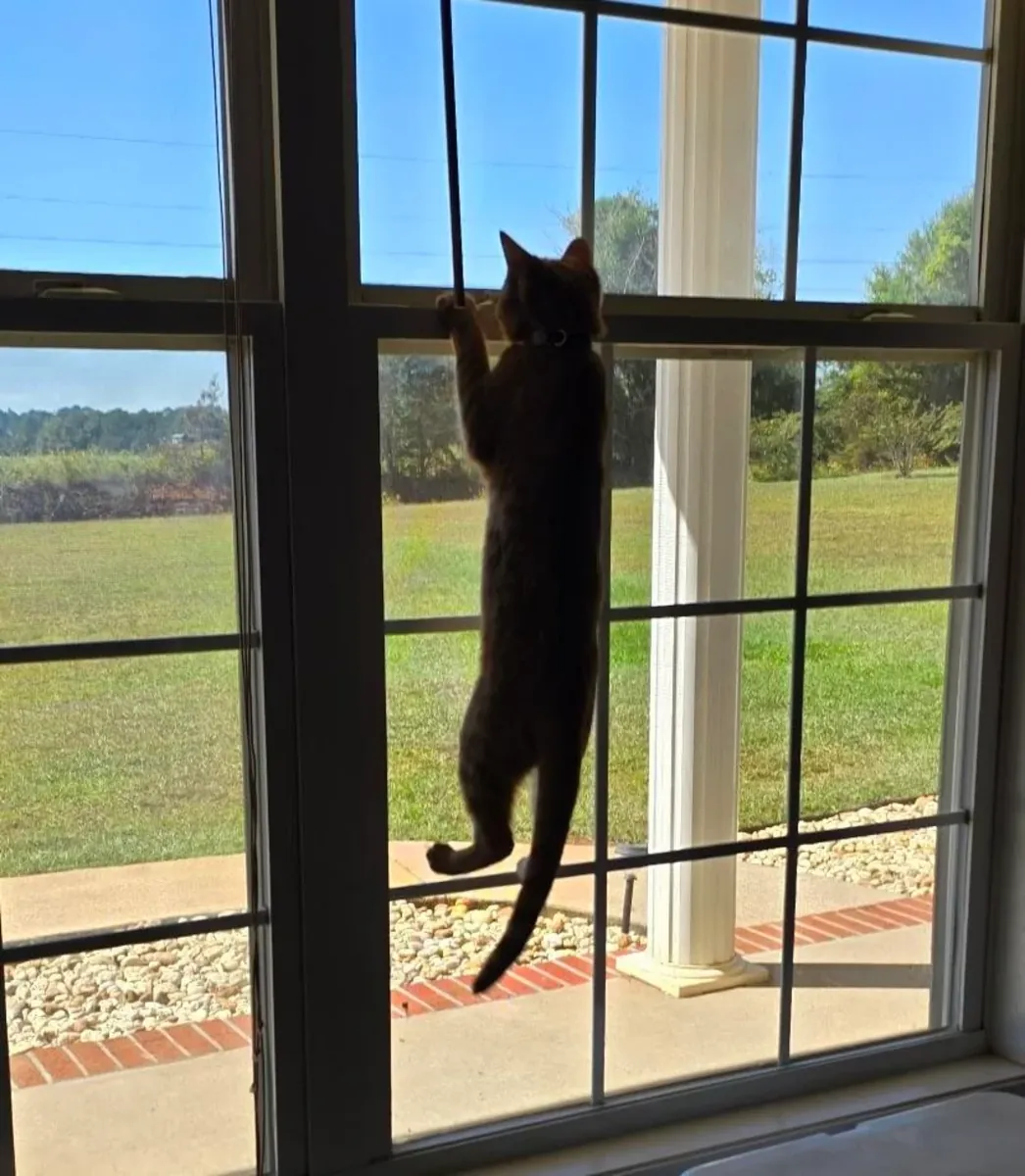 gato activo, necesita compañía