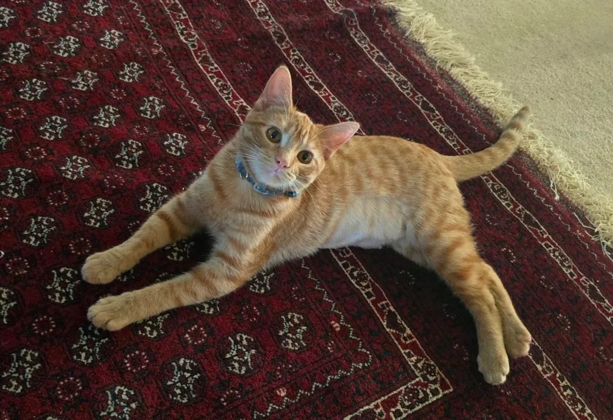 gato activo, necesita compañía