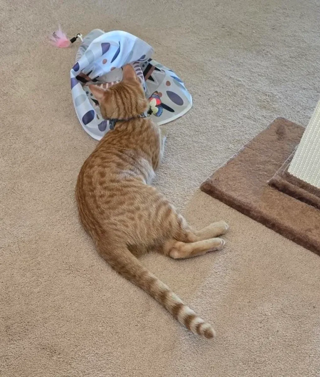 gato activo, necesita compañía