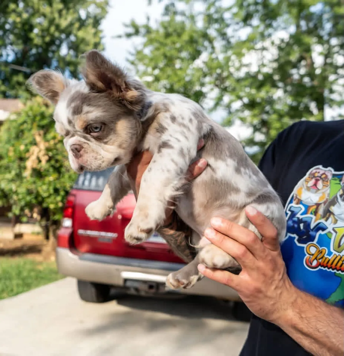 Chiot Bouledogue Français Disponible à l'Adoption