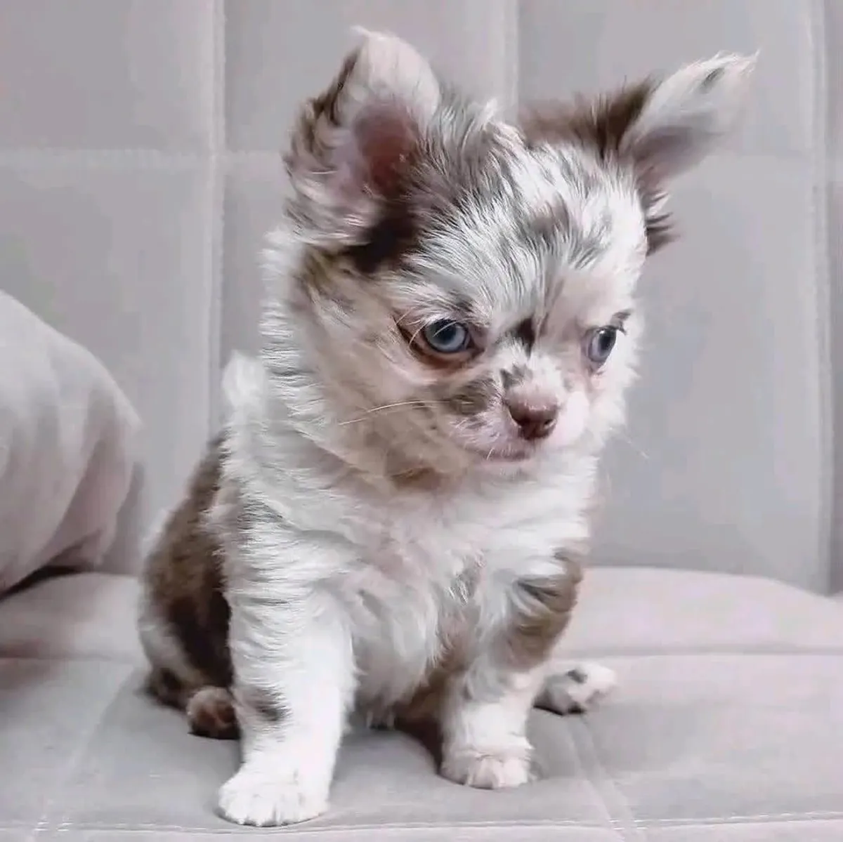 evlat edinmek için chihuahua yavrusu mevcut