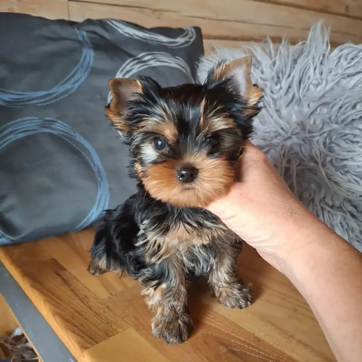 Chiot yorkie disponible à l'adoption