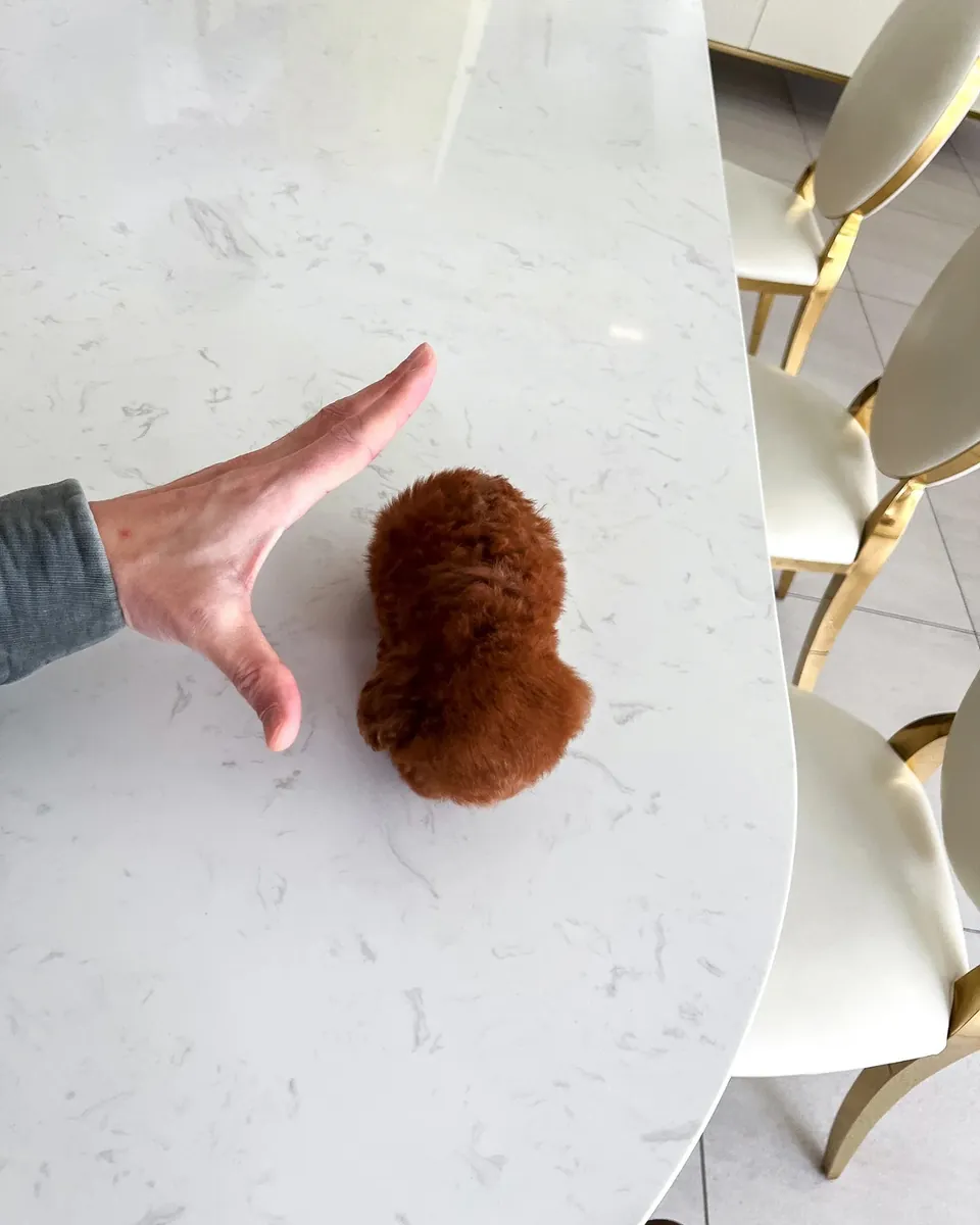 贵宾犬