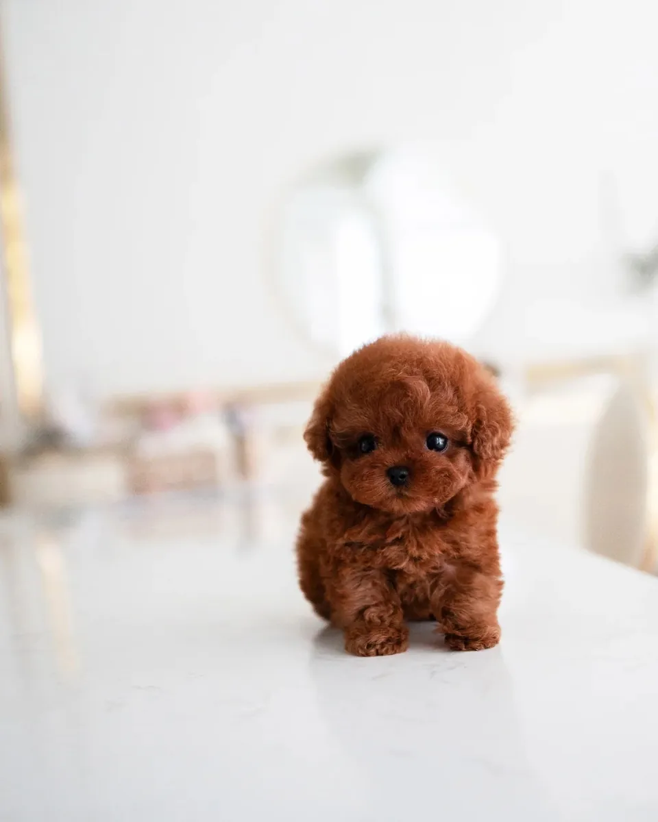 贵宾犬
