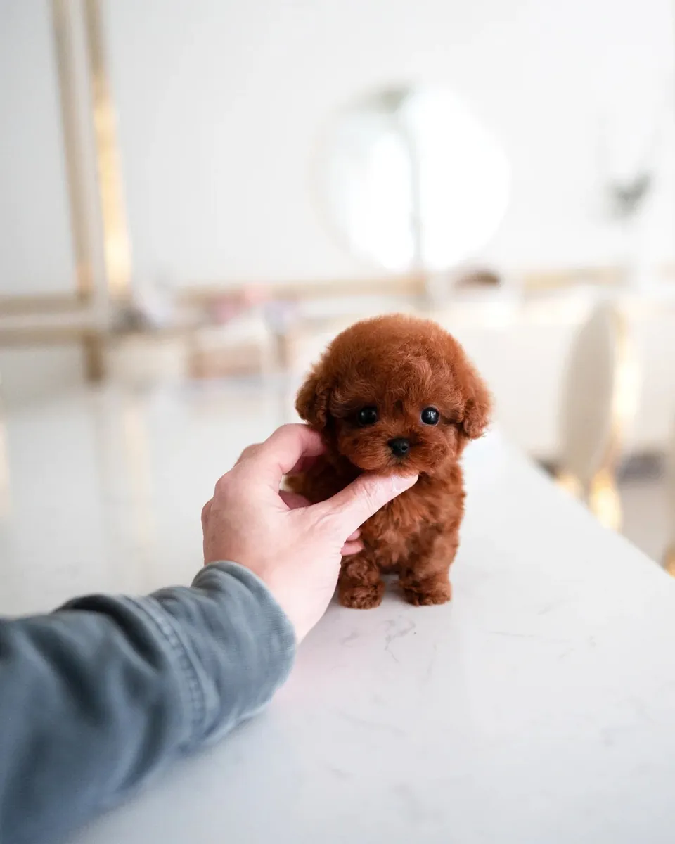 贵宾犬