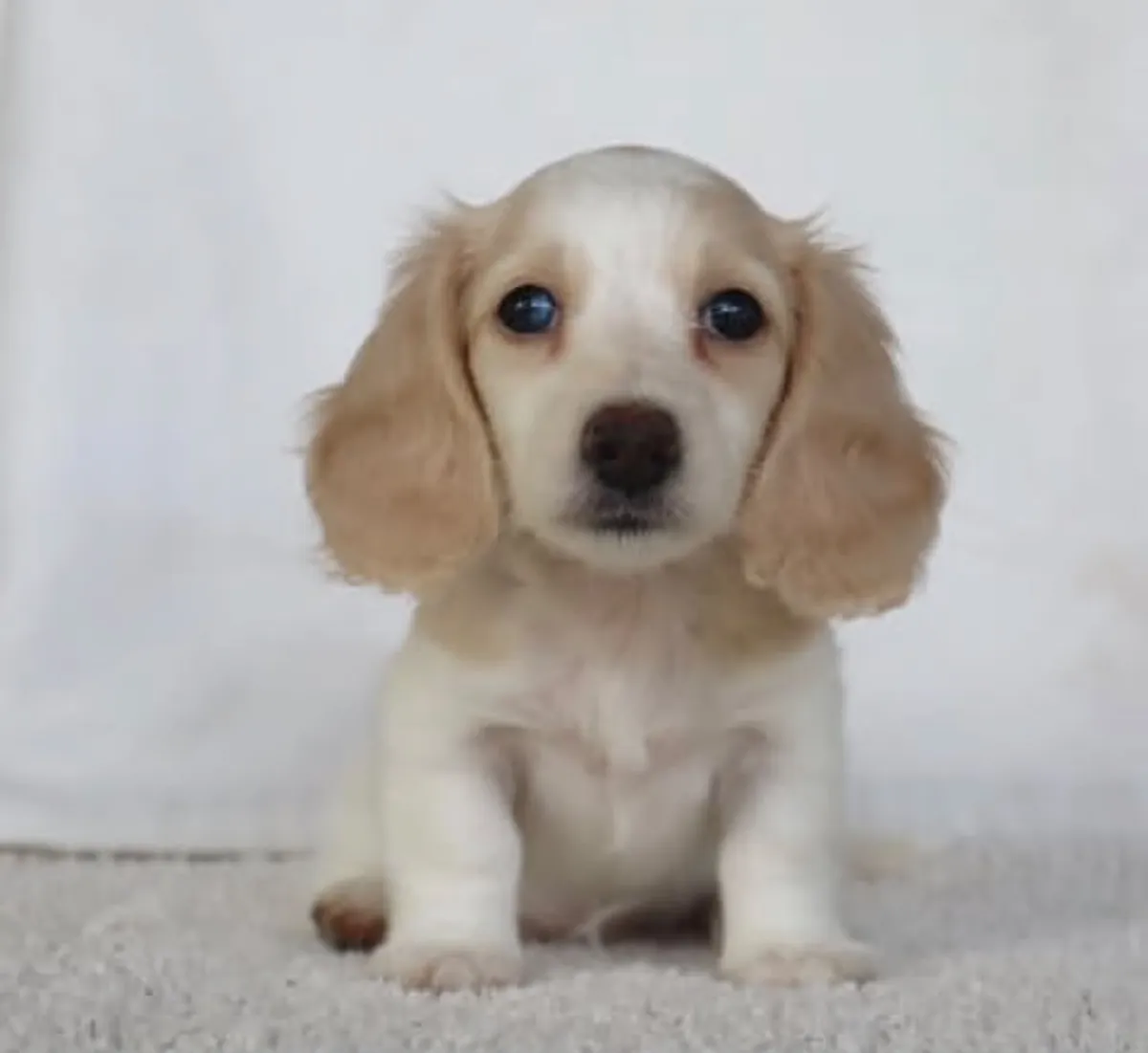 Dachshund Cariñosos y Juguetones Esperando un Hogar para Siempre — WhatsApp: 711 216 370