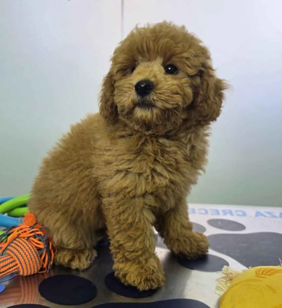 Maltipoo Erkek şimdi iyi bir ev için hazır