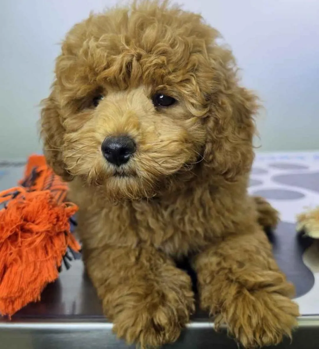 Maltipoo Erkek şimdi iyi bir ev için hazır