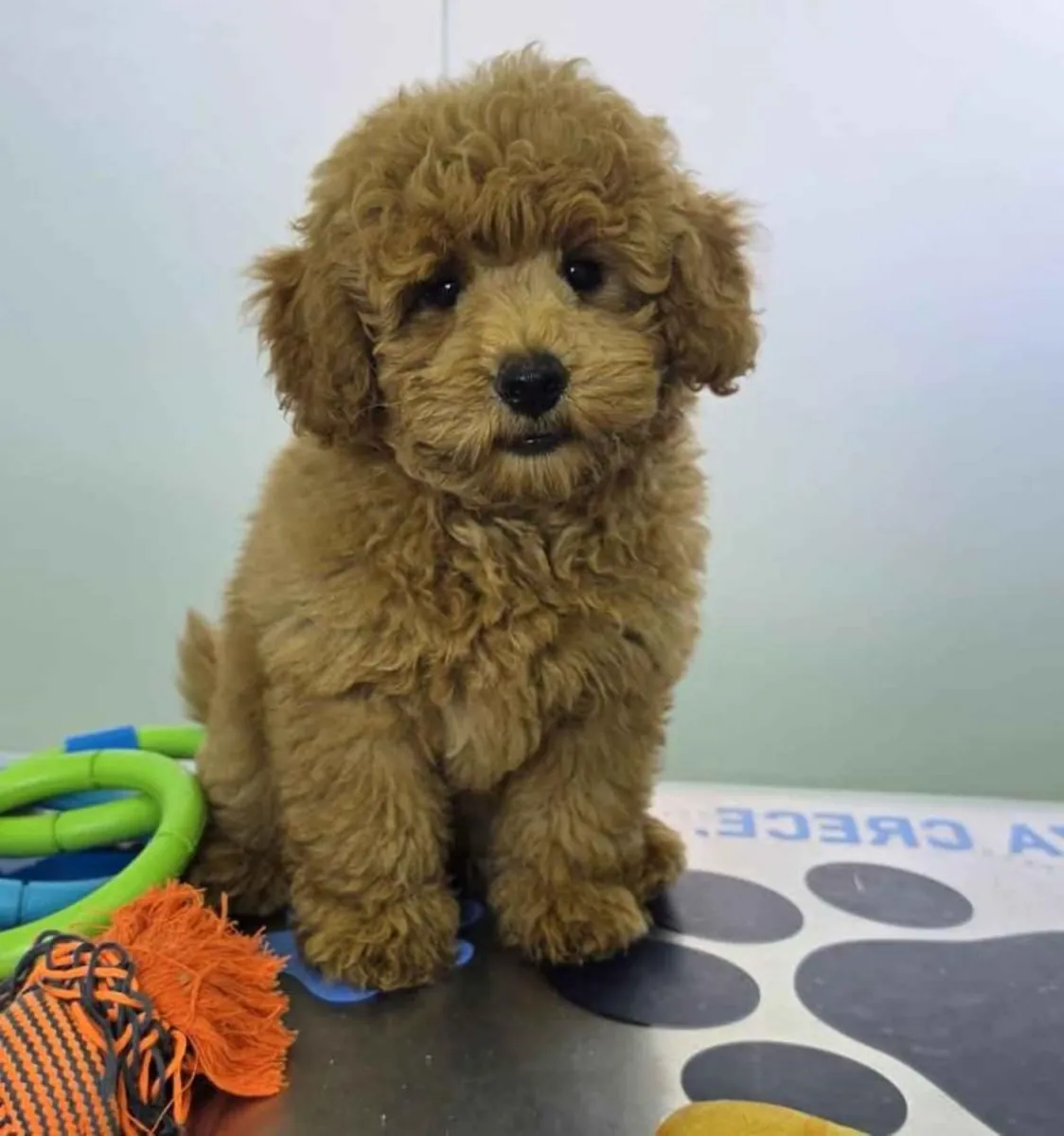 Maltipoo Erkek şimdi iyi bir ev için hazır