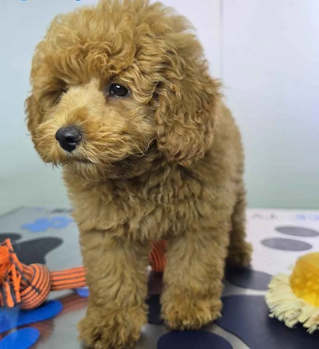 Maltipoo Erkek şimdi iyi bir ev için hazır