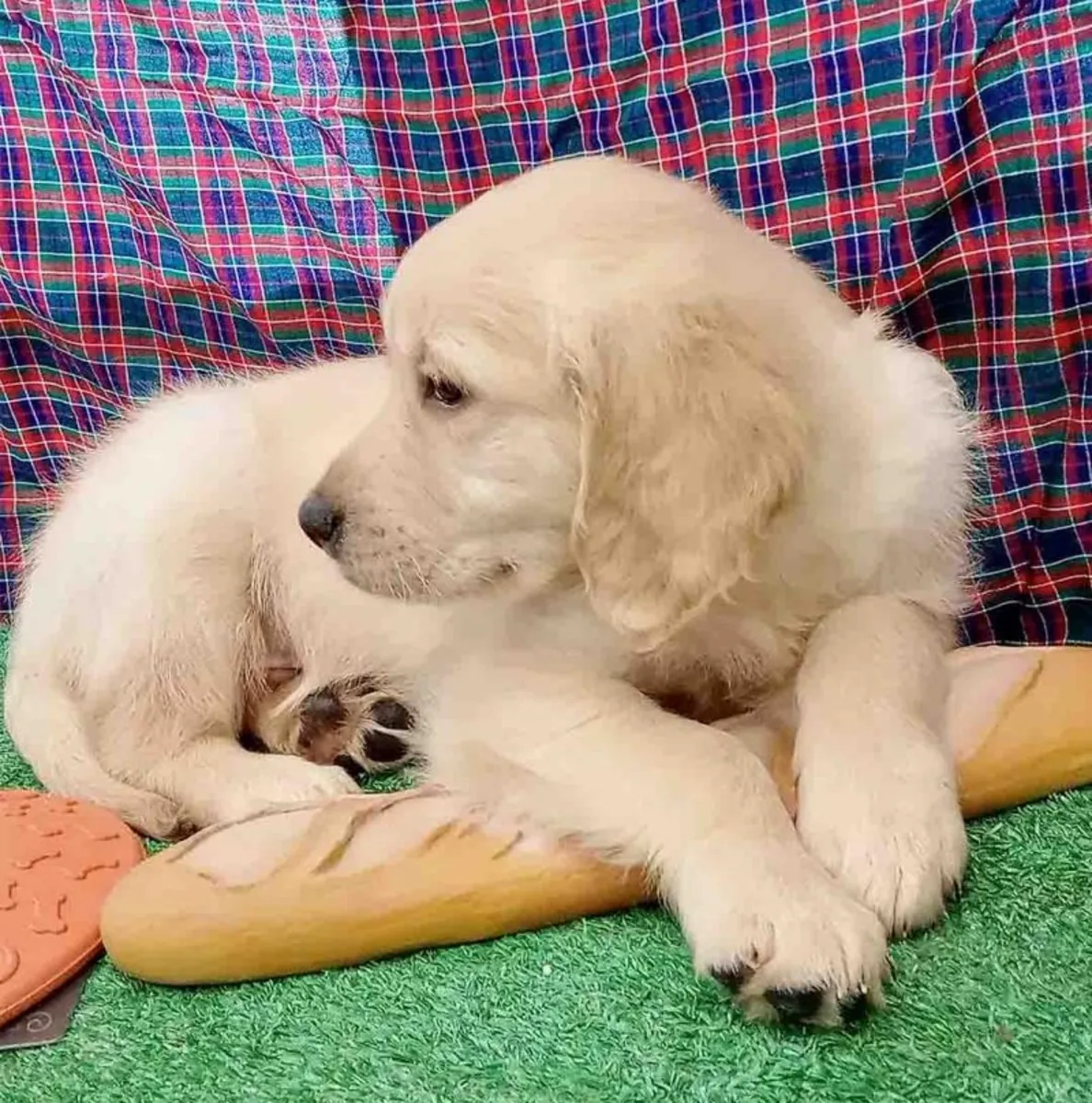 Cute Golden retriever male available for adoption