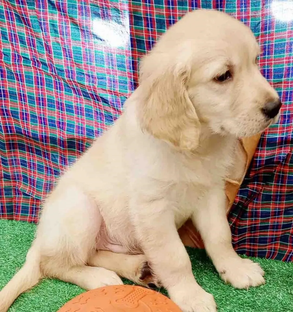 Cute Golden retriever male available for adoption
