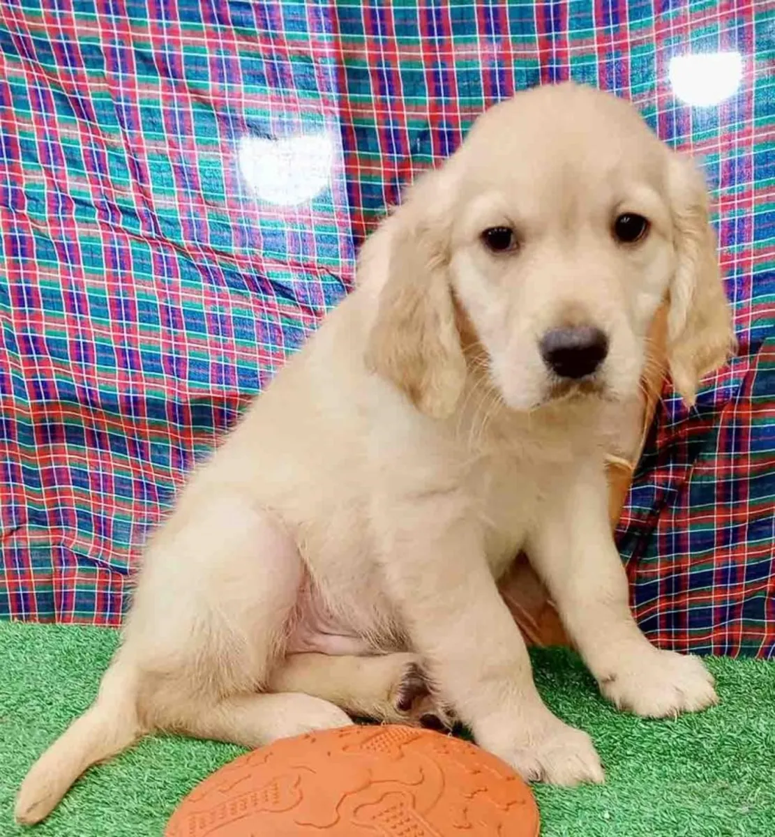 Cute Golden retriever male available for adoption