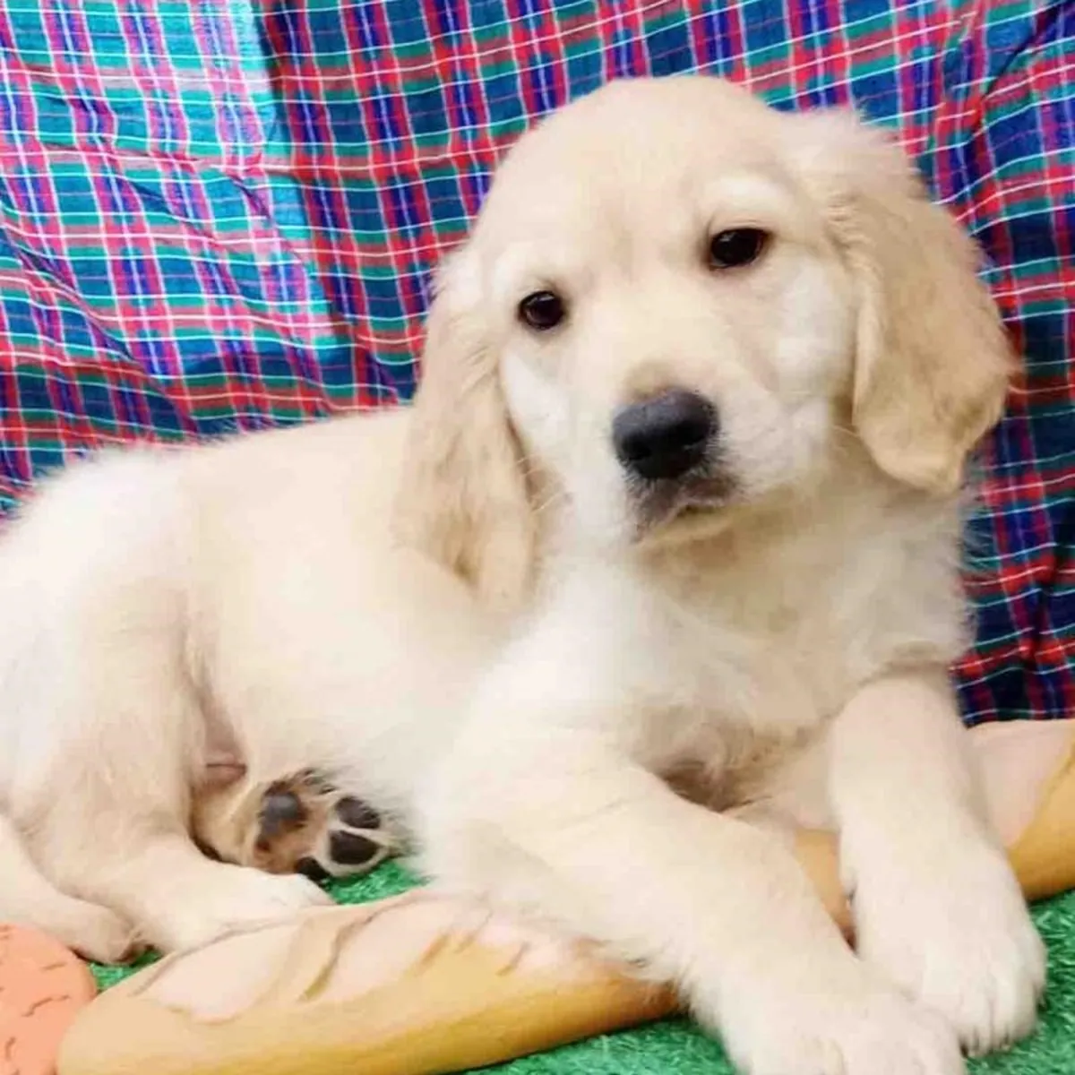Cute Golden retriever male available for adoption
