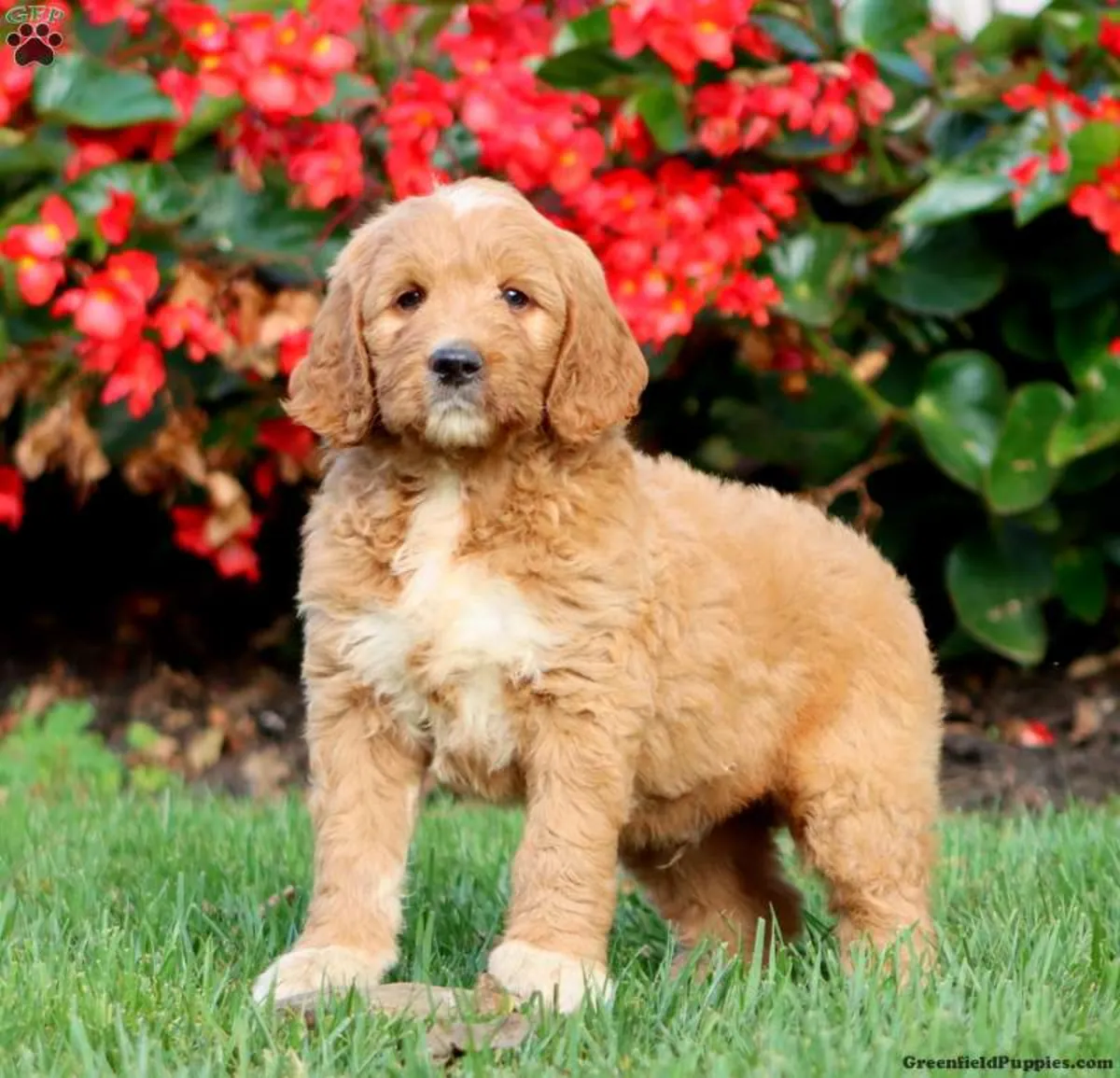 Cachorro Goldendoodle