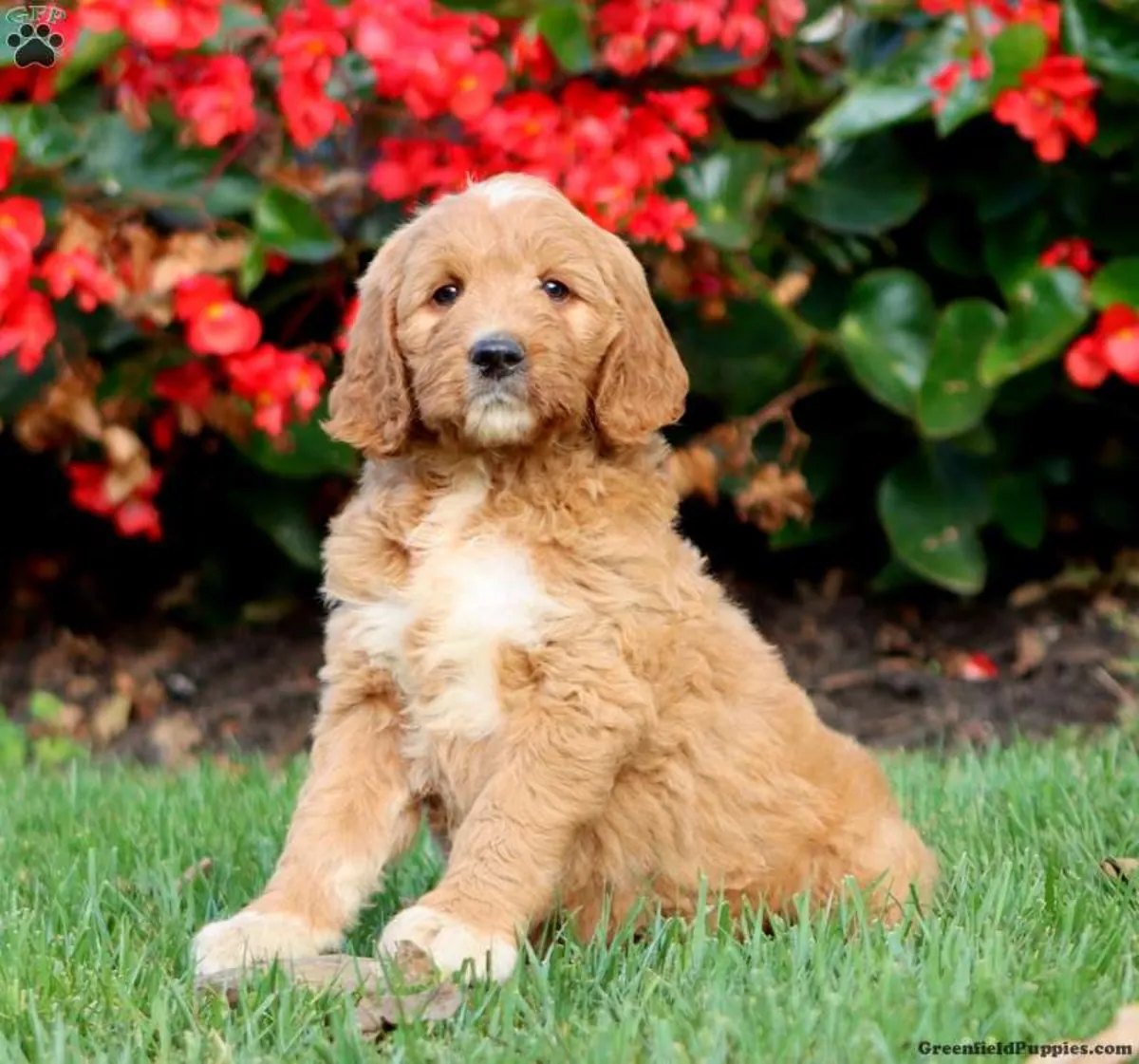 Cachorro Goldendoodle