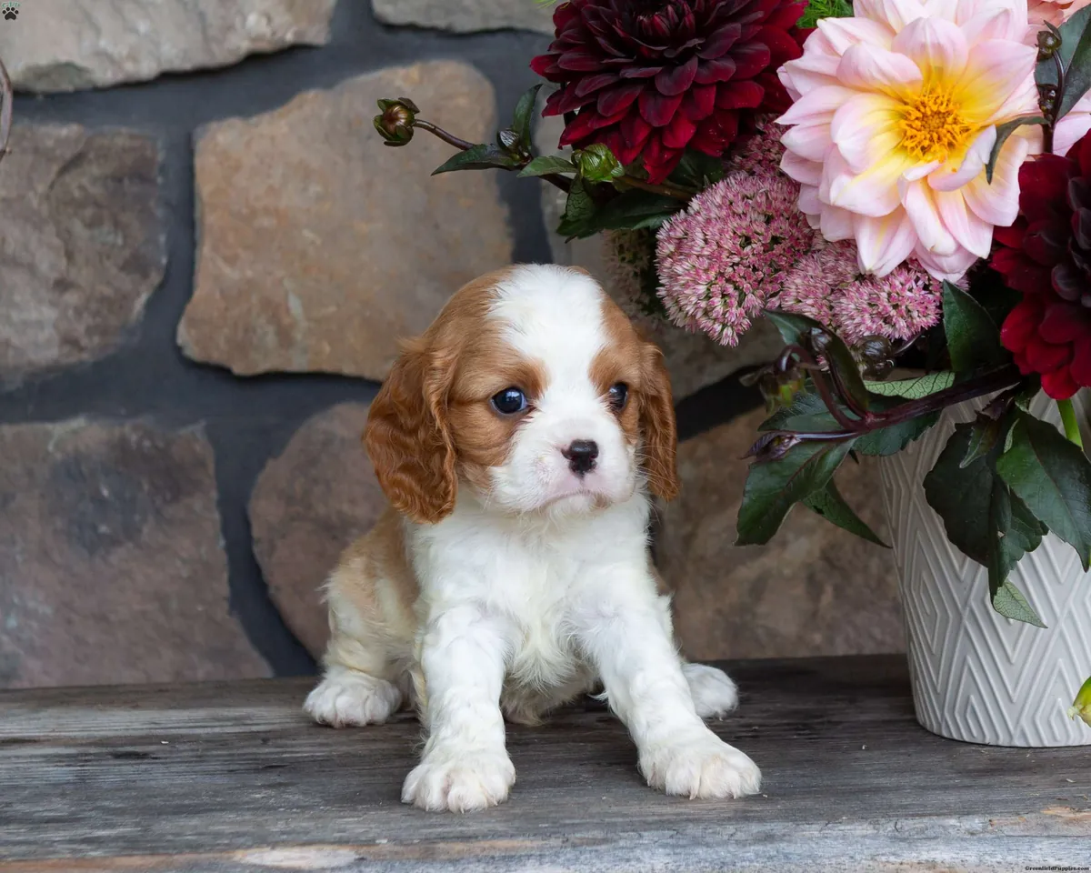 待领养的卡瓦利尔国王查尔斯猎犬幼犬