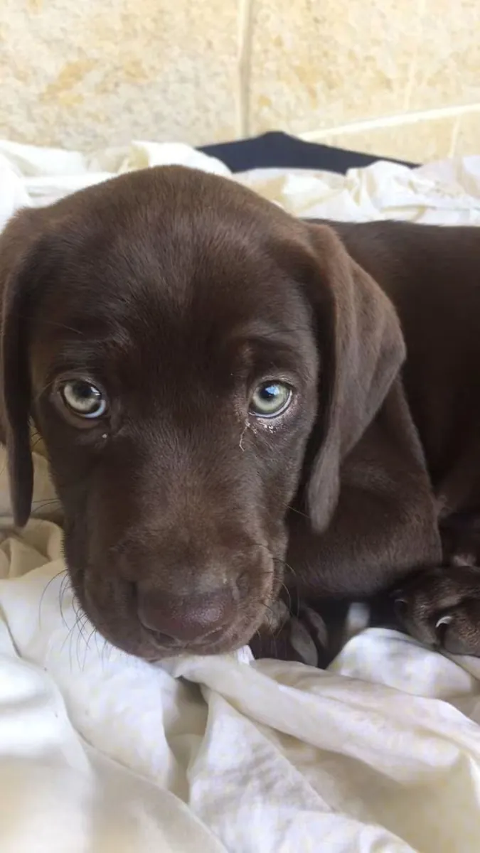 Labrador Retriever
