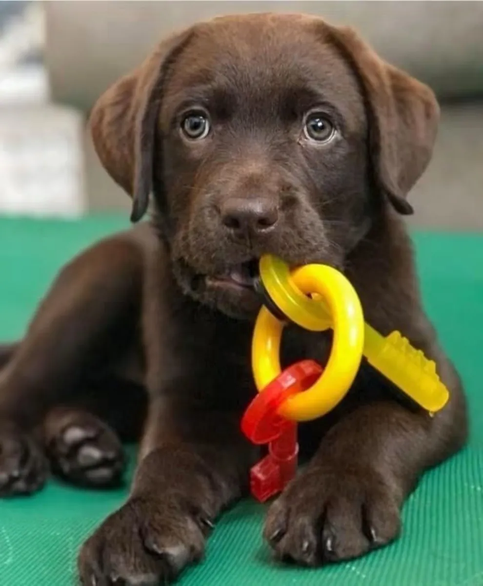 Labrador Retriever